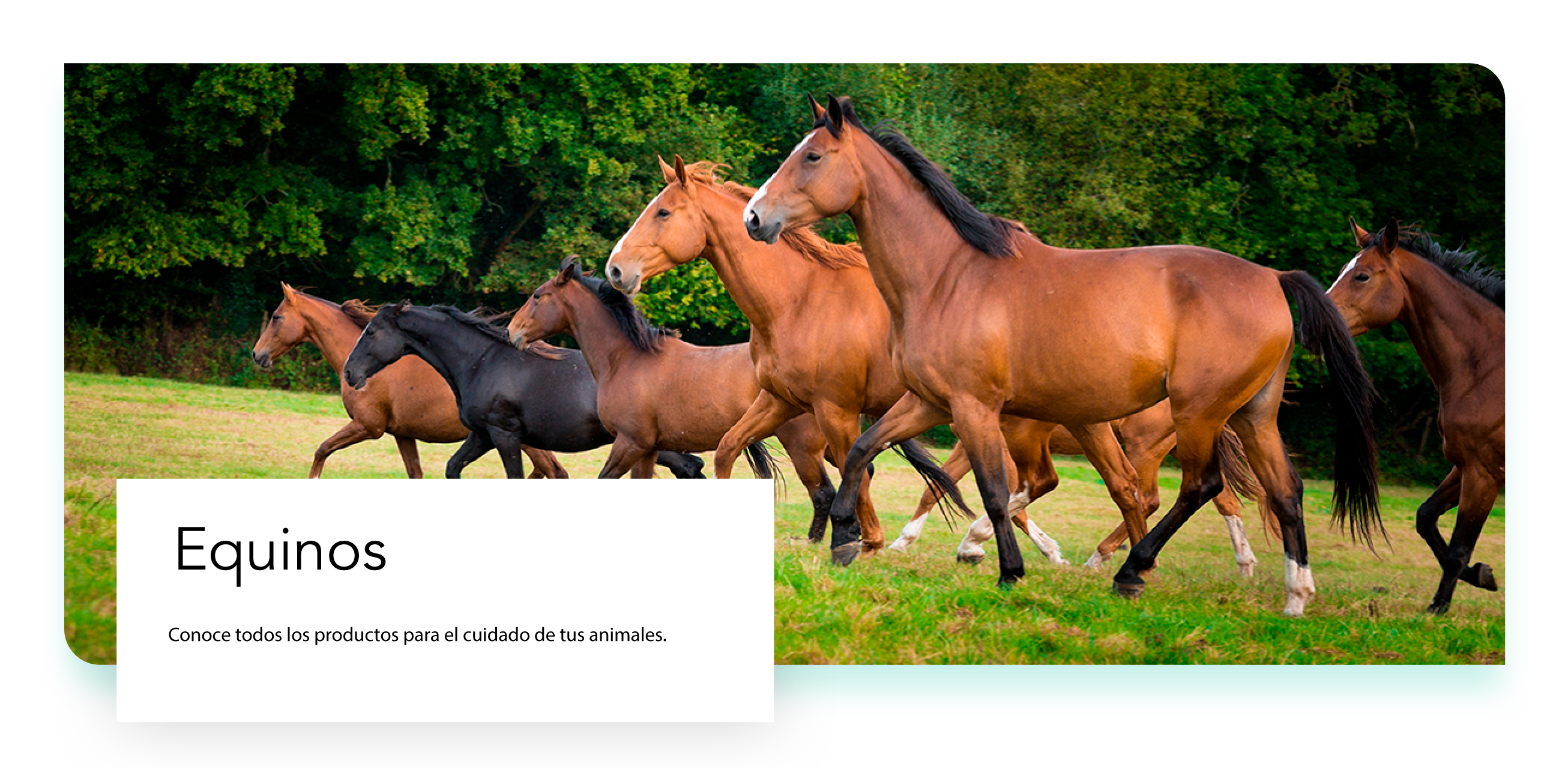 Productos Veterinarios para Caballos | MSD Salud Animal