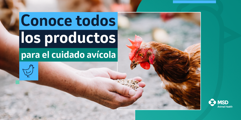 Conoce todos los productos para el cuidado avícola