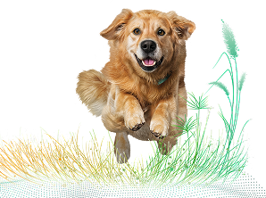 perro numelvi